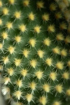 Unique Close-Up View of Cactus Texture Showcasing Vibrant Yellow Spines Stock Photos