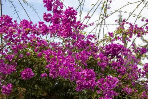 A unique close-up view of these pink flowers, which is abundant in Turkey Stock Photos