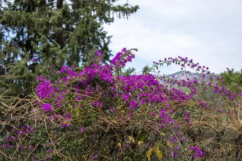 A unique close-up view of these pink flowers, which is abundant in Turkey Stock Photos