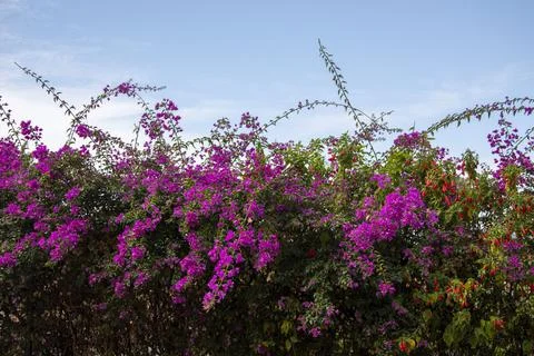 A unique close-up view of these pink flowers, which is abundant in Turkey Stock Photos