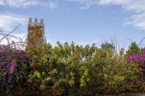 A unique close-up view of these pink flowers, which is abundant in Turkey Stock Photos