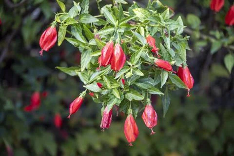 A unique close-up view of these red flowers, which is abundant in Turkey Stock Photos