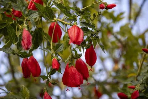 A unique close-up view of these red flowers, which is abundant in Turkey Stock Photos