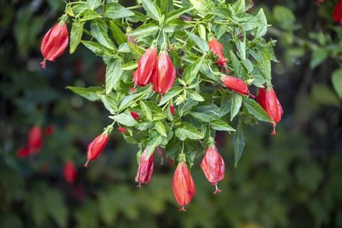 A unique close-up view of these red flowers, which is abundant in Turkey Foto stock