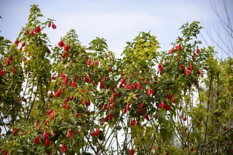 A unique close-up view of these red flowers, which is abundant in Turkey Stock Photos