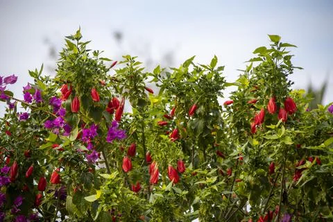 A unique close-up view of these red flowers, which is abundant in Turkey Foto stock