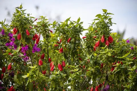 A unique close-up view of these red flowers, which is abundant in Turkey Stock-Fotos