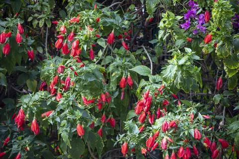 A unique close-up view of these red flowers, which is abundant in Turkey Stock Photos