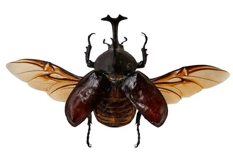 Unique close-up view of the unicorn beetle Allomyrhina dichotomus with dist.. 스톡 사진