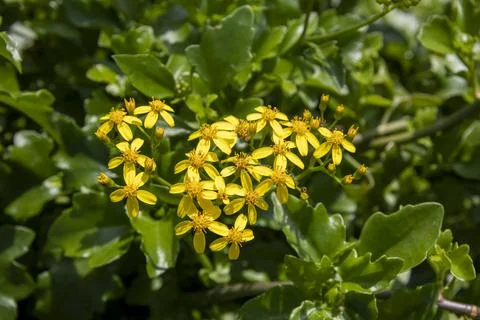 A unique close-up view of this yellow flower, which is abundant in Turkey Stock Photos