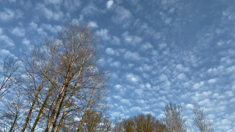 Unique Clouds Over Spring Trees Timelapse Stock Footage 177609161