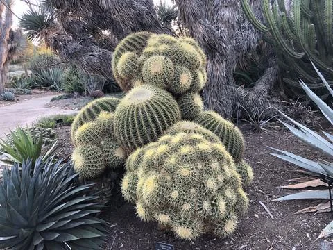 Unique Cluster of Cacti Showcasing Vibrant Textures in Desert Garden Foto stock