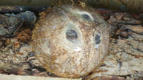 Unique coconut shell on wood Stock Photos