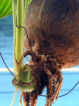 Unique Coconut Shoots Stock Photos