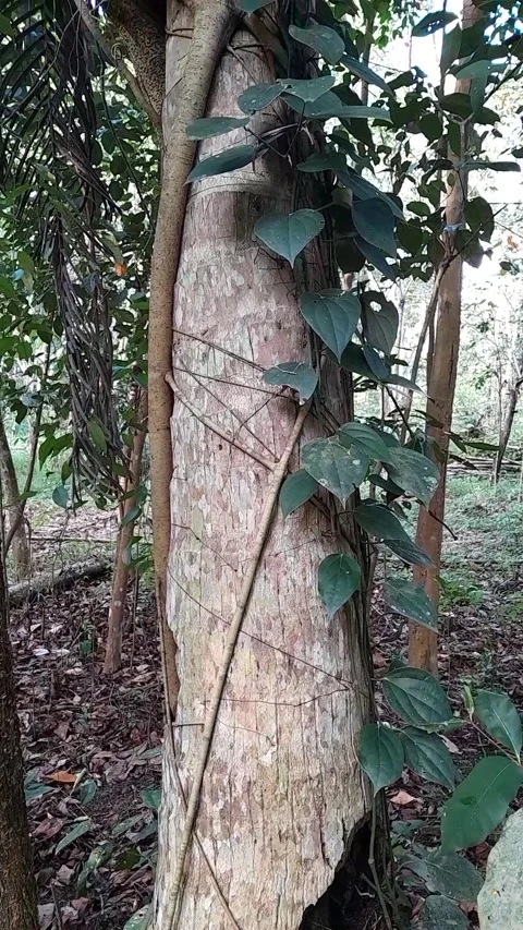 Unique coconut tree Video stock 230961796