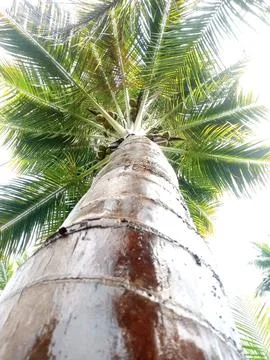 Unique Coconut Tree from a Low Angle View Stock Photos