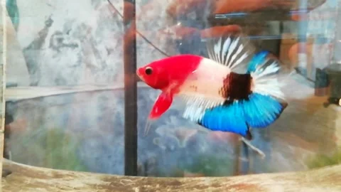 Unique color betta fish Stock Footage 230558890