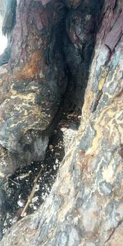 Unique color tree isolated on  background. This has clipping path Stock Photos