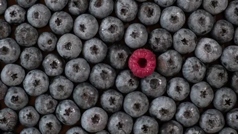 Unique Concept with Blueberries and One Red Raspberry Stock Footage 285031219