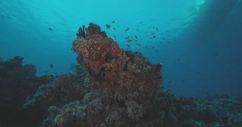 Unique Coral Formation Stock Footage 280098019