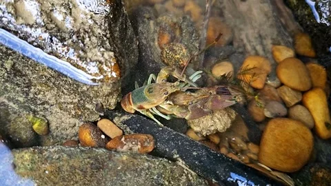 Unique Crawdad, Crayfish, Crawfish clip in 4K! Stock Footage 250102909