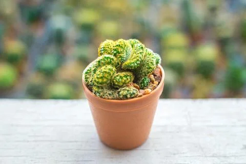 Unique crested cactus in a classic brown terracotta pot on a white wooden s.. Stock Photos