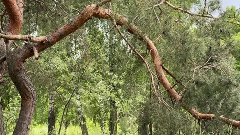 Unique curved branches of a pine tree in a green summer forest Stock-Footage 335940872