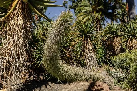 Unique curved Cholla cactus with sharp spines in Desert Garden at The Huntington Stock Photos