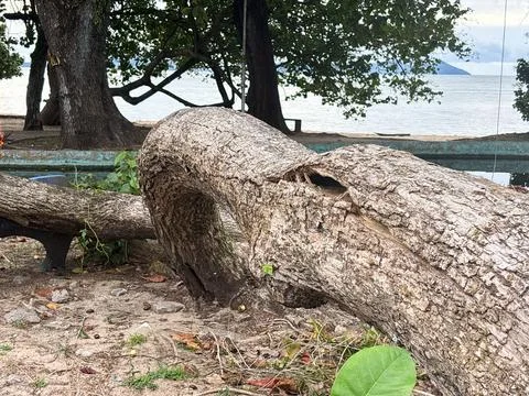 Unique Curved Tree Trunk Arch on Tropical Beach Coastline Stock Photos