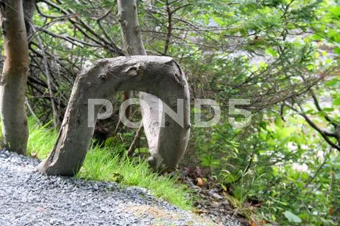 Unique curved tree on walkway in park Stock Photos