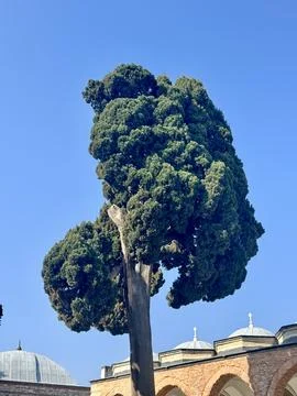 Unique Cypress Tree at Topkapi Palace Foto stock