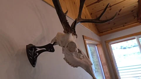 Unique deer skull decor showcasing antlers in a rustic wooden interior sett.. Stock Footage 296498133