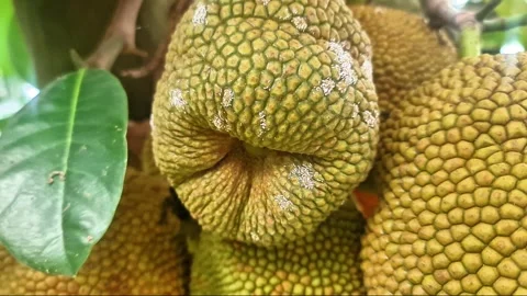 Unique Deformed Jackfruit Growing on Tree – Rare Tropical Fruit Close-Up 스톡 동영상 331071899
