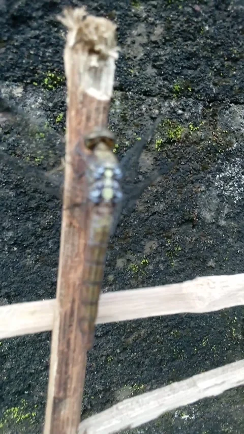 Unique dragonfly in the garden Stock Footage 236300492