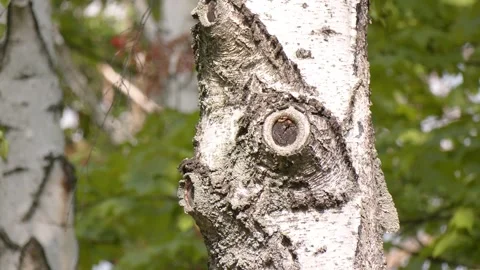 A unique drawing on the bark of birch. Stock Footage 252484974