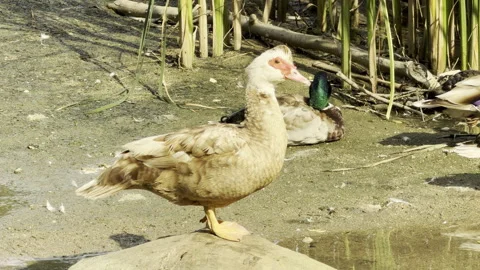 Unique duck stands on a rock at a sunny pond bank Stock Footage 336938768