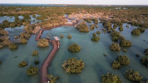 Mangroves Abu Dhabi Stock Footage ~ Royalty Free Stock Videos | Pond5