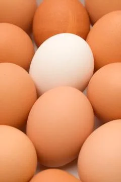 Unique egg Stock Photos