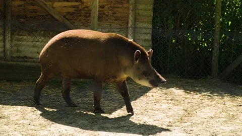 Unique endangered animal called tapir is walking along the fence in his Stock Footage 224475886