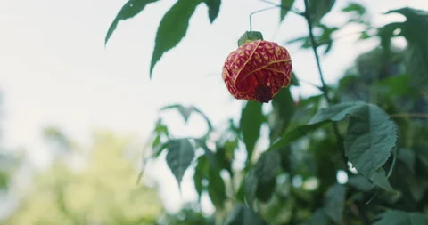 Unique exotic flower close up Stock Footage 185627106