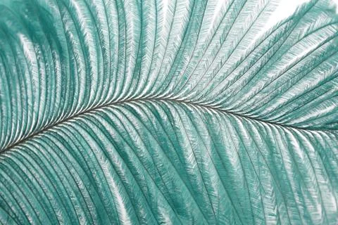 Unique feather closeup Stock Photos