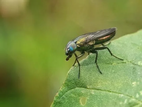 Unique flies Stock Photos