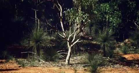 Unique flora of the Australian outback showcasing native trees and plants Stock Illustration
