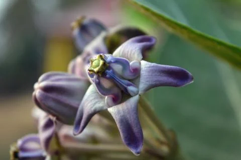 A Unique flower with great geometry Stock Photos