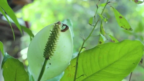 A unique flower that has thorns and a crown that surrounds it from behind Stock Footage 240364075