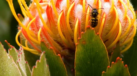 Unique Flower opening &amp; Bee HD Video stock 41236470