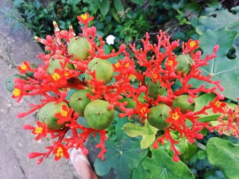 Unique Flower Stock Photos