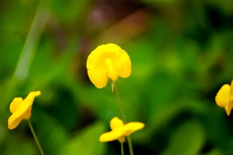 Unique flower Stock Photos