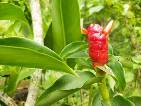 Unique flower Stock Photos