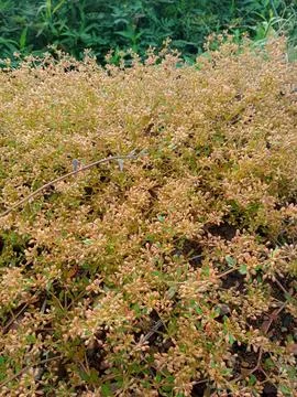 Unique flower 스톡 사진